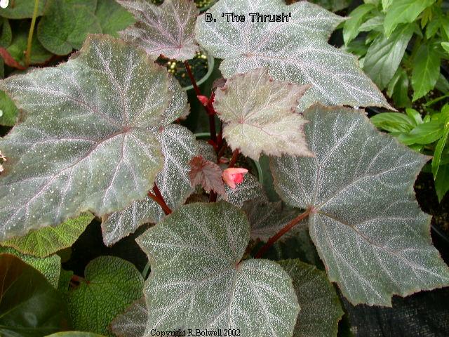 B. ‘The Thrush’